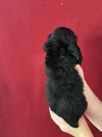 Bart, a male Cocker Spaniel for sale in Byram, MS – Photo 3 of 7