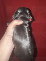 Red collar CKC, a male Cocker Spaniel for sale in Byram, MS – 3 of 7
