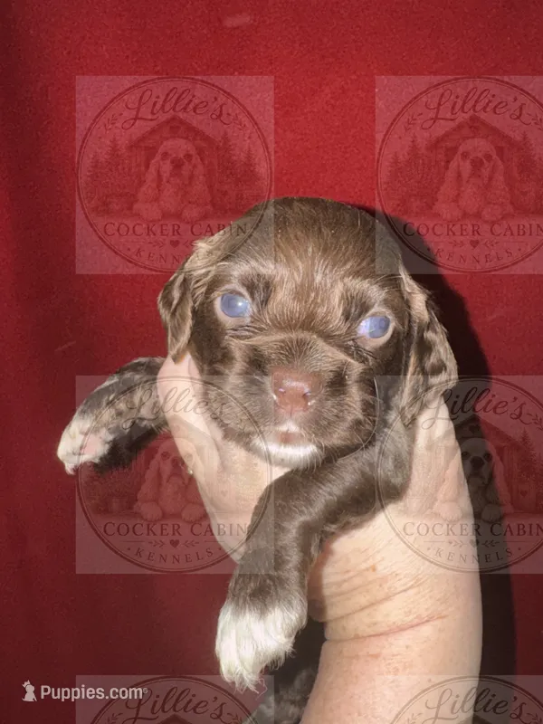 Green collar CKC – Cocker Spaniel puppy for sale in Byram, MS