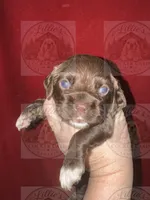 Green collar CKC, a male Cocker Spaniel for sale in Byram, MS – 1 of 7