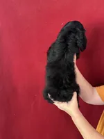 Sampson, a male Cocker Spaniel for sale in Byram, MS – Photo 7 of 8