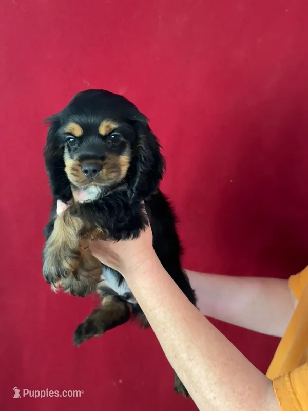 Sampson, a male Cocker Spaniel for sale in Byram, MS – Photo 1 of 8