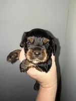 Sampson, a male Cocker Spaniel for sale in Byram, MS – Photo 3 of 8