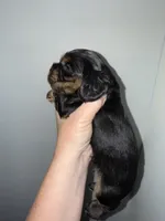 Sampson, a male Cocker Spaniel for sale in Byram, MS – Photo 4 of 8