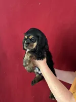 Sampson, a male Cocker Spaniel for sale in Byram, MS – Photo 2 of 8