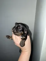 Sampson, a male Cocker Spaniel for sale in Byram, MS – Photo 6 of 8