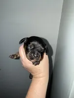 Sampson, a male Cocker Spaniel for sale in Byram, MS – Photo 5 of 8