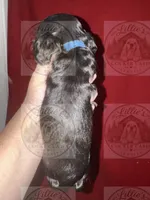 Blue collar CKC, a male Cocker Spaniel for sale in Byram, MS – 3 of 7