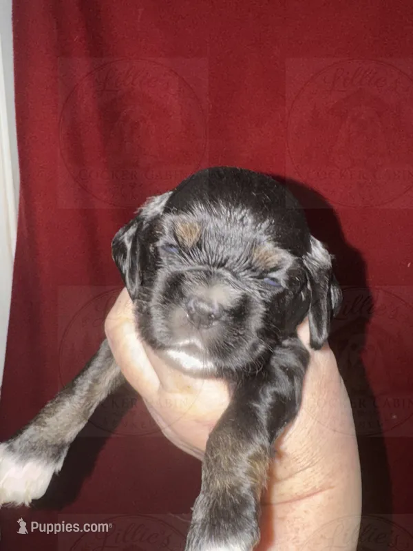 Red collar  – Cocker Spaniel puppy for sale in Byram, MS