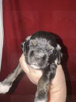 Red collar CKC, a male Cocker Spaniel for sale in Byram, MS – 1 of 7