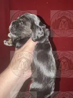 Blue collar CKC, a male Cocker Spaniel for sale in Byram, MS – 2 of 7