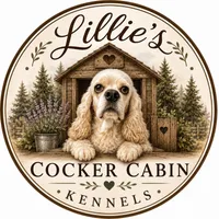 Red collar CKC, a male Cocker Spaniel for sale in Byram, MS – 4 of 7