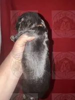 Orange Collar CKC, a male Cocker Spaniel for sale in Byram, MS – 3 of 7