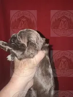 White collar CKC, a male Cocker Spaniel for sale in Byram, MS – 3 of 8