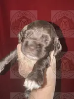 White collar CKC, a male Cocker Spaniel for sale in Byram, MS – 2 of 8