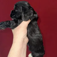 Luke AKC, a male Cocker Spaniel for sale in Byram, MS – Photo 2 of 10