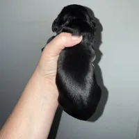 Luke AKC, a male Cocker Spaniel for sale in Byram, MS – Photo 7 of 10