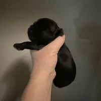 Luke AKC, a male Cocker Spaniel for sale in Byram, MS – Photo 5 of 10