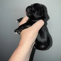 Luke AKC, a male Cocker Spaniel for sale in Byram, MS – Photo 9 of 10