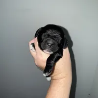 Luke AKC, a male Cocker Spaniel for sale in Byram, MS – Photo 4 of 10