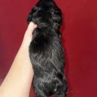 Luke AKC, a male Cocker Spaniel for sale in Byram, MS – Photo 3 of 10