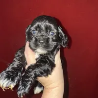Luke AKC, a male Cocker Spaniel for sale in Byram, MS – Photo 1 of 10
