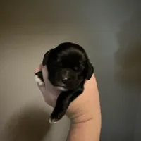 Luke AKC, a male Cocker Spaniel for sale in Byram, MS – Photo 6 of 10