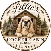 Green collar CKC, a male Cocker Spaniel for sale in Byram, MS – 4 of 7
