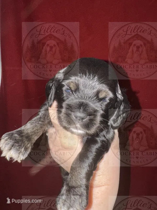 Orange Collar CKC – Cocker Spaniel puppy for sale in Byram, MS