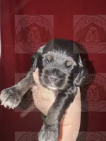 Orange Collar CKC, a male Cocker Spaniel for sale in Byram, MS – 1 of 7