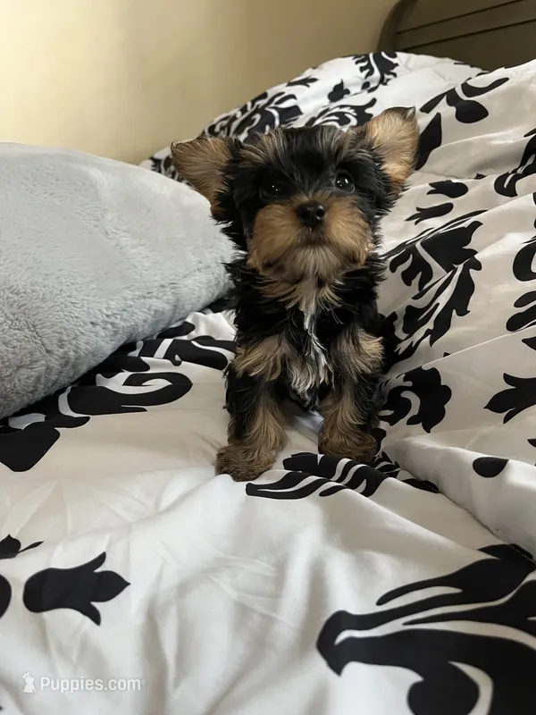 Coco – Yorkshire Terrier puppy for sale in Cypress, TX