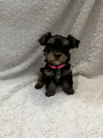 Coco, a female Yorkshire Terrier for sale in Cypress, TX – 2 of 2