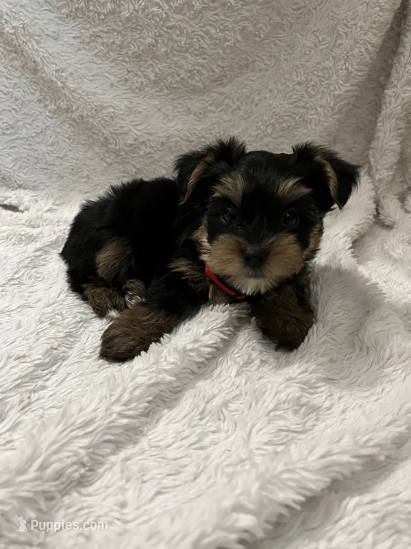 Lightning McQueen – Yorkshire Terrier puppy for sale in Cypress, TX