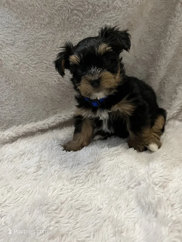 Ash – Yorkshire Terrier puppy for sale in Cypress, TX