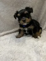 Ash, a male Yorkshire Terrier for sale in Cypress, TX – 1 of 2