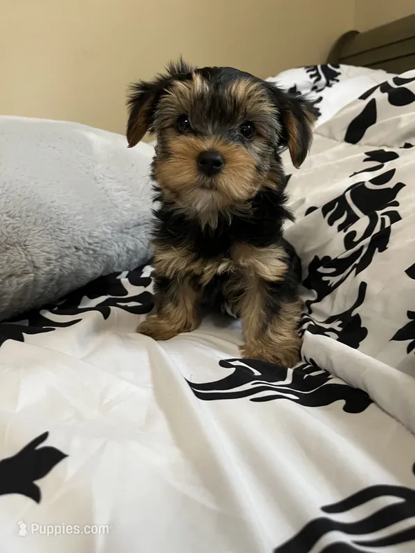 Pooh bear – Yorkshire Terrier puppy for sale in Cypress, TX