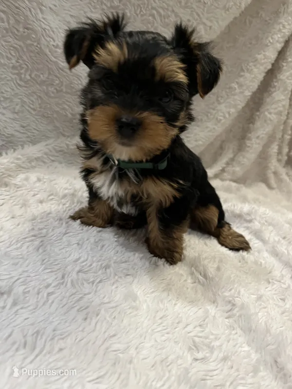 Bear – Yorkshire Terrier puppy for sale in Cypress, TX