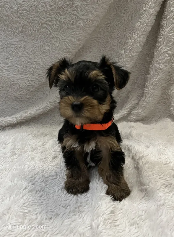 Max – Yorkshire Terrier puppy for sale in Cypress, TX
