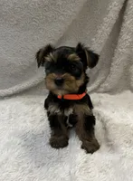 Max, a male Yorkshire Terrier for sale in Cypress, TX – 1 of 2