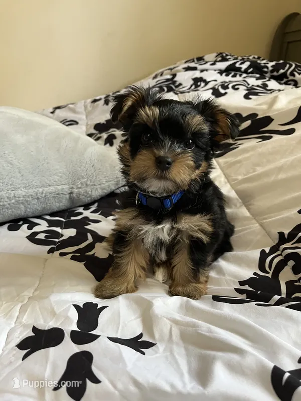 Ash – Yorkshire Terrier puppy for sale in Cypress, TX