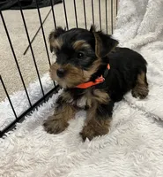 Max, a male Yorkshire Terrier for sale in Cypress, TX – 2 of 2