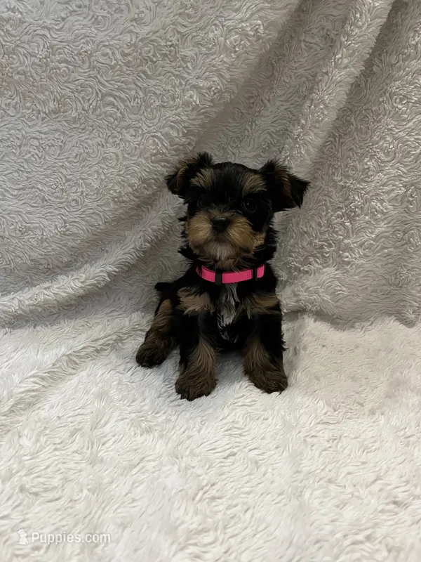 Coco – Yorkshire Terrier puppy for sale in Cypress, TX