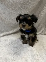 Ash, a male Yorkshire Terrier for sale in Cypress, TX – 2 of 2