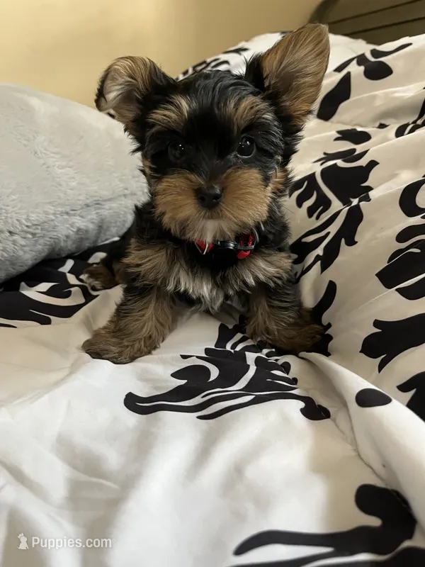 Lightning McQueen – Yorkshire Terrier puppy for sale in Cypress, TX
