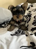 Lightning, a male Yorkshire Terrier for sale in Cypress, TX – 1 of 3