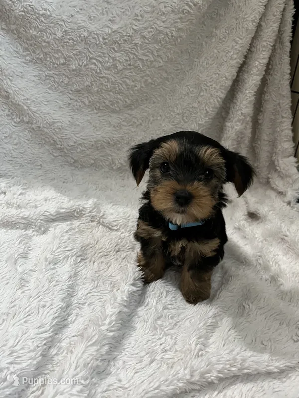 Pooh bear – Yorkshire Terrier puppy for sale in Cypress, TX