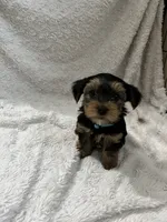 Pooh bear, a male Yorkshire Terrier for sale in Cypress, TX – 1 of 1