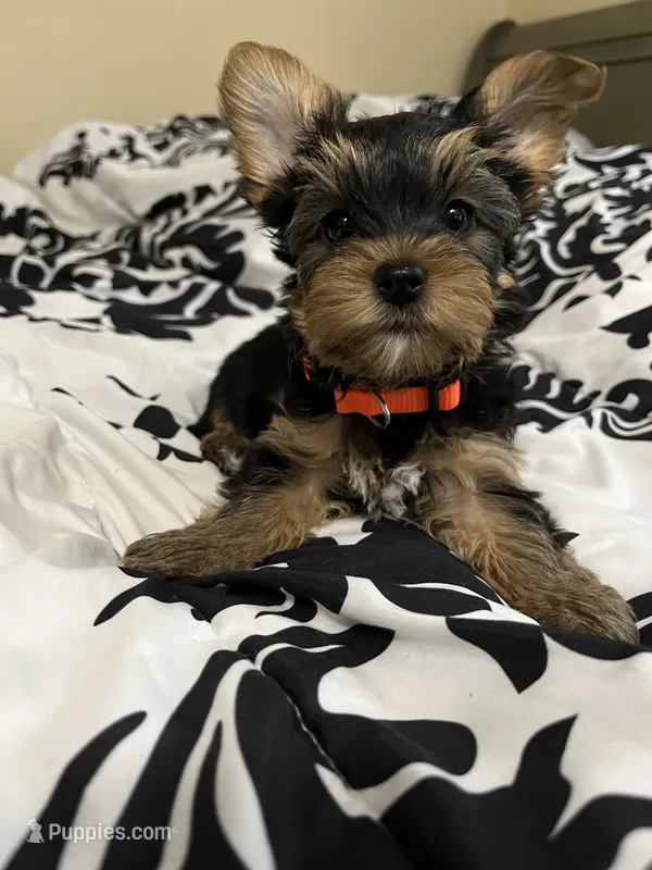 Max – Yorkshire Terrier puppy for sale in Cypress, TX