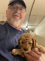 Mini M&M, a male Miniature Goldendoodle for sale in Centralia, KS – 5 of 5