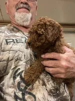 Mini Spartan, a male Miniature Goldendoodle for sale in Centralia, KS – 3 of 5